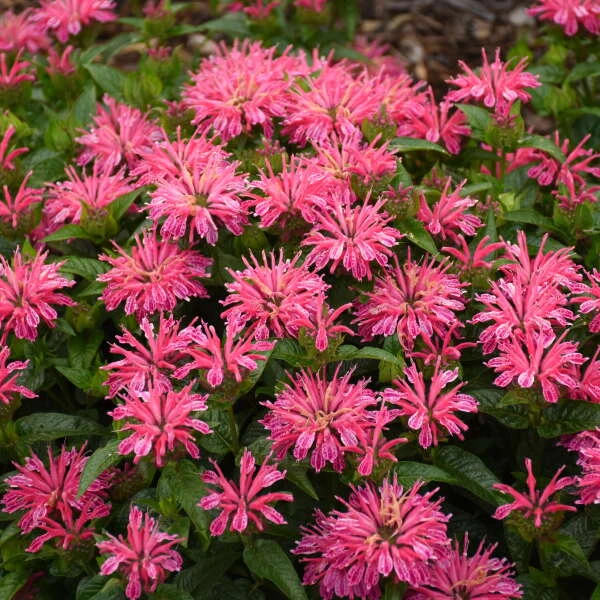 'Leading Lady Pink' Bee Balm 1 'Leading Lady Pink' Bee Balm