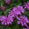 'Pardon My Lavender II' Bee Balm