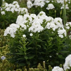 Luminary™ 'Backlight' Tall Garden Phlox -Great Garden Plants Shop 518Phloxpaniculata Backlight 3