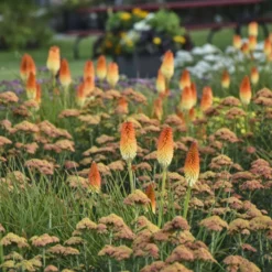 Pyromania® 'Hot And Cold' Red Hot Poker 8 Pyromania® 'Hot And Cold' Red Hot Poker -Great Garden Plants Shop 51c4a1424bc3a0339c0fd136f0ba90c8