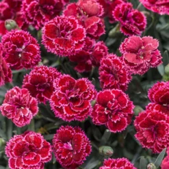 Fruit PunchĀ® 'Black Cherry Frost' Dianthus