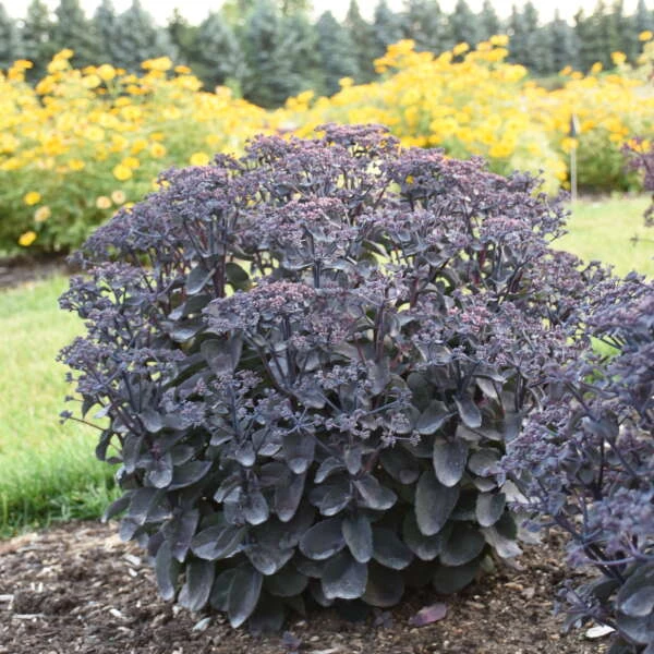 Rock 'N Grow® 'Back In Black' Stonecrop 2 Rock 'N Grow® 'Back In Black' Stonecrop - Image 2
