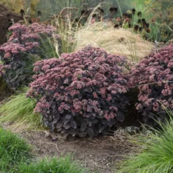Rock 'N Grow® 'Back In Black' Stonecrop 7 Rock 'N Grow® 'Back In Black' Stonecrop -Great Garden Plants Shop 520Sedum BackinBlack 3