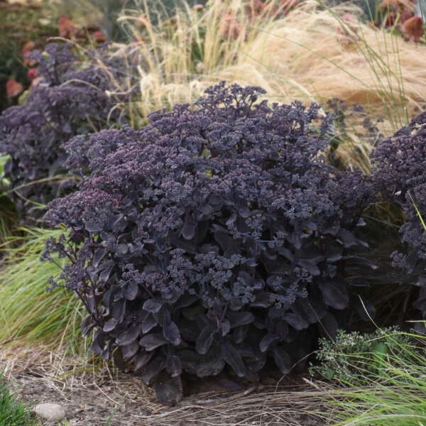 Rock 'N Grow® 'Back In Black' Stonecrop 4 Rock 'N Grow® 'Back In Black' Stonecrop - Image 4