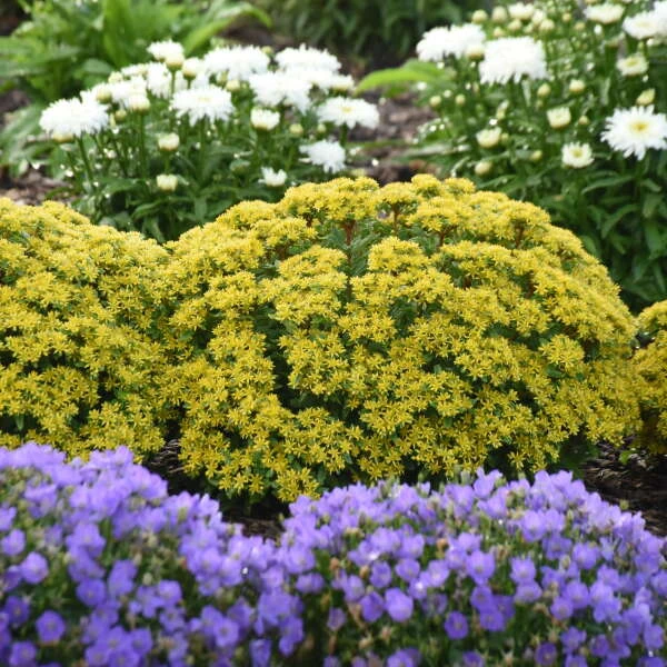 Rock 'N Round® 'Bright Idea' Stonecrop 2 Rock 'N Round® 'Bright Idea' Stonecrop - Image 2