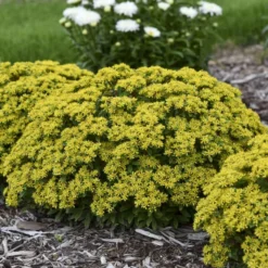 Rock 'N Round® 'Bright Idea' Stonecrop 6 Rock 'N Round® 'Bright Idea' Stonecrop -Great Garden Plants Shop 521Sedum BrightIdea 3