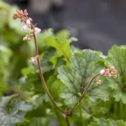 Fun And Games® 'Shadow Tag' Foamy Bells 6 Fun And Games® 'Shadow Tag' Foamy Bells -Great Garden Plants Shop 52279fe2f37de96830f8455da8957103