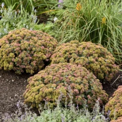 Rock 'N Grow® 'Coraljade' Stonecrop -Great Garden Plants Shop 522Sedum Coraljade 3