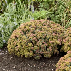 Rock 'N Grow® 'Coraljade' Stonecrop -Great Garden Plants Shop 522Sedum Coraljade 4