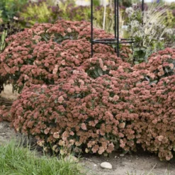 Rock 'N Grow® 'Tiramisu' Stonecrop -Great Garden Plants Shop 523Sedum Tiramisu 3