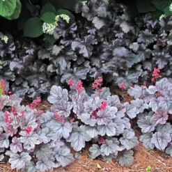Dolce® 'Silver Gumdrop' Coral Bells -Great Garden Plants Shop 525 1972 popup sw