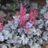 Dolce® 'Silver Gumdrop' Coral Bells