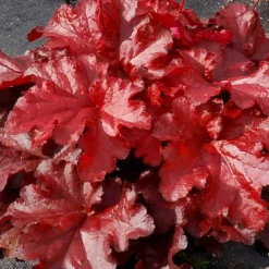 Forever® Red Coral Bells 5 Forever® Red Coral Bells -Great Garden Plants Shop 527 1990 popup sw
