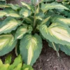 Shadowland® 'Love Story' Hosta
