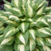 Shadowland® 'Miss America' Hosta