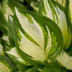 Shadowland® 'Miss America' Hosta -Great Garden Plants Shop 530Hosta MissAmerica 4
