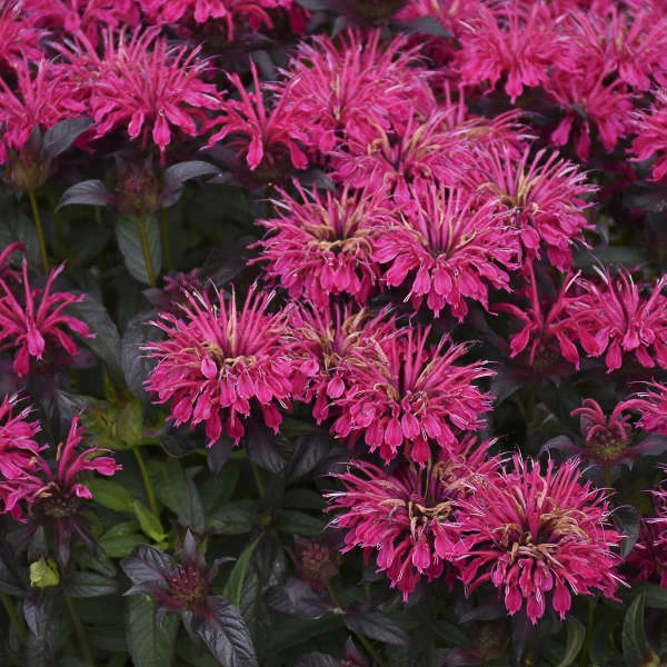 Sugar Buzz® 'Berry Taffy' Bee Balm 2 Sugar Buzz® 'Berry Taffy' Bee Balm - Image 2
