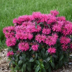 Sugar Buzz® 'Berry Taffy' Bee Balm 6 Sugar Buzz® 'Berry Taffy' Bee Balm -Great Garden Plants Shop 542Monarda BerryTaffy 3