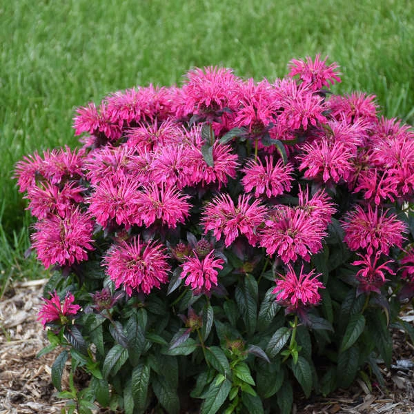 Sugar Buzz® 'Berry Taffy' Bee Balm 3 Sugar Buzz® 'Berry Taffy' Bee Balm - Image 3