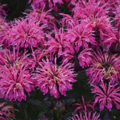 Sugar Buzz® 'Berry Taffy' Bee Balm 7 Sugar Buzz® 'Berry Taffy' Bee Balm -Great Garden Plants Shop 542Monarda BerryTaffy 4