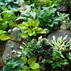 'Sun Mouse' Hosta -Great Garden Plants Shop 542 2217 popup