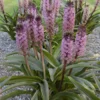 'African Night' Pineapple Lily