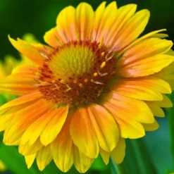 'Arizona Apricot' Blanket Flower -Great Garden Plants Shop 545 2071 popup 468b192a 3e32 44e4 8295 93eb20f79efc sw