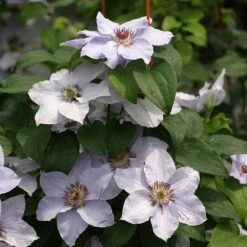 Still Waters™ Clematis -Great Garden Plants Shop 548 2084 popup