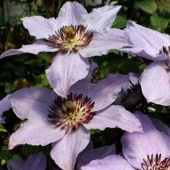 Still Waters™ Clematis -Great Garden Plants Shop 548 2085 popup