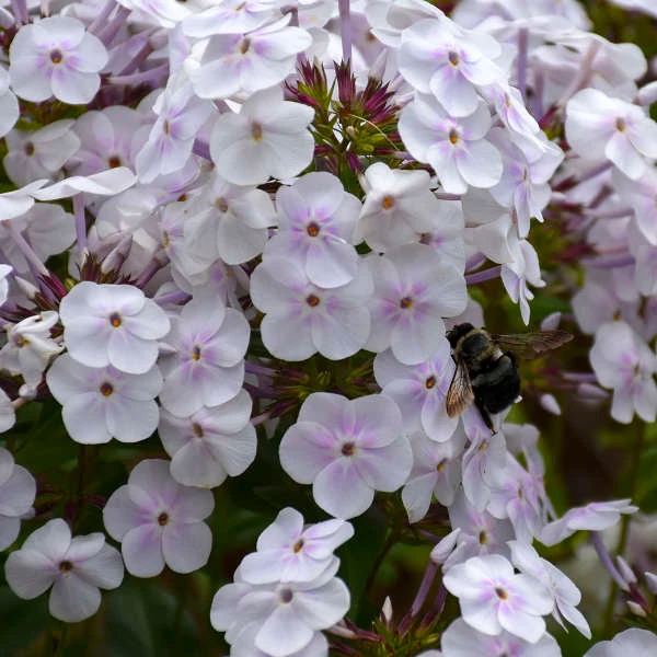 'Fashionably Early Crystal' Hybrid Phlox 1 'Fashionably Early Crystal' Hybrid Phlox