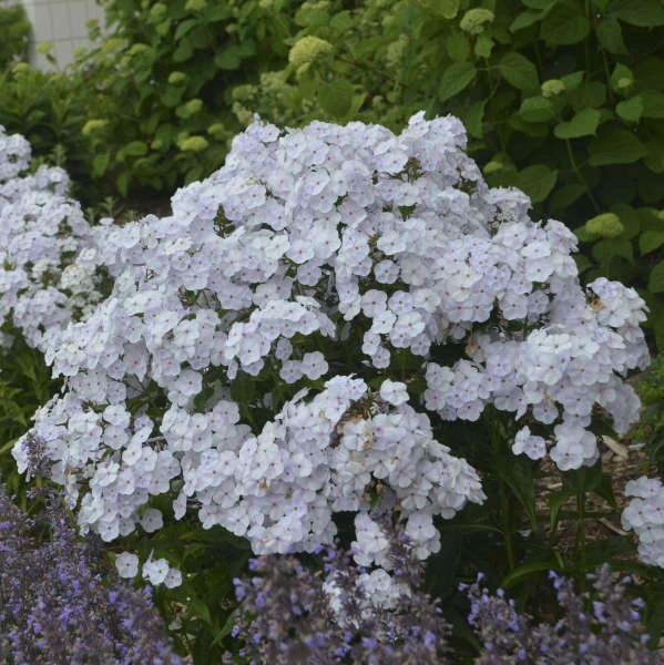 'Fashionably Early Crystal' Hybrid Phlox 3 'Fashionably Early Crystal' Hybrid Phlox - Image 3