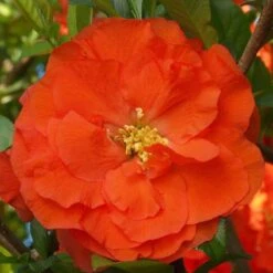 Double Take Orange™ Flowering Quince 11 Double Take Orange™ Flowering Quince -Great Garden Plants Shop 550 2092 popup