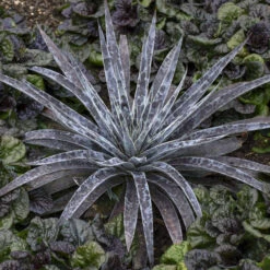 Mad About Mangave® 'Moonglow' Mangave -Great Garden Plants Shop 554Mangave Moonglow 3