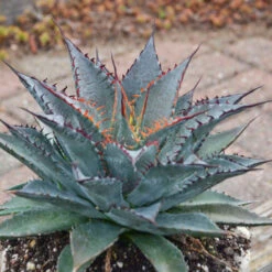 Mad About Mangave® 'Tooth Fairy' Mangave 6 Mad About Mangave® 'Tooth Fairy' Mangave -Great Garden Plants Shop 555Mangave ToothFairy 3