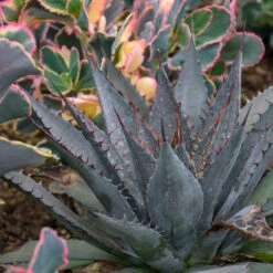 Mad About Mangave® 'Tooth Fairy' Mangave 7 Mad About Mangave® 'Tooth Fairy' Mangave -Great Garden Plants Shop 555Mangave ToothFairy 4