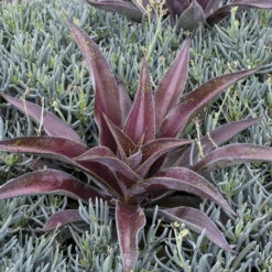 Mad About Mangave® 'Mission To Mars' Mangave 7 Mad About Mangave® 'Mission To Mars' Mangave -Great Garden Plants Shop 555be7912669a4ed0316e84fab1e10c9