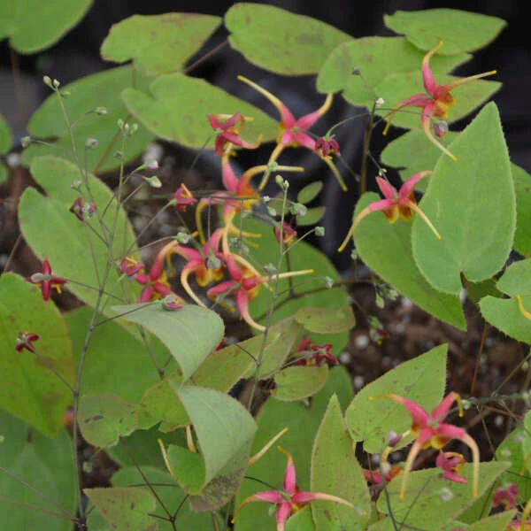 'Rigoletto' Barrenwort 2 'Rigoletto' Barrenwort - Image 2