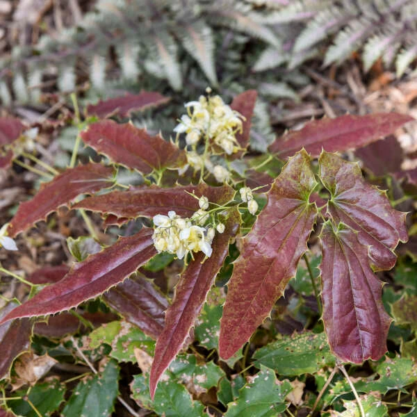 'Sandy Claws' Barrenwort 3 'Sandy Claws' Barrenwort - Image 3