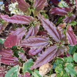 'Sandy Claws' Barrenwort 7 'Sandy Claws' Barrenwort -Great Garden Plants Shop 558Epimediumwushanense SandyClaws 4