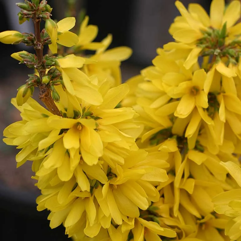 Show Off Starlet® Forsythia 2 Show Off Starlet® Forsythia - Image 2
