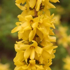 Show Off Starlet® Forsythia 8 Show Off Starlet® Forsythia -Great Garden Plants Shop 558 2136 popup