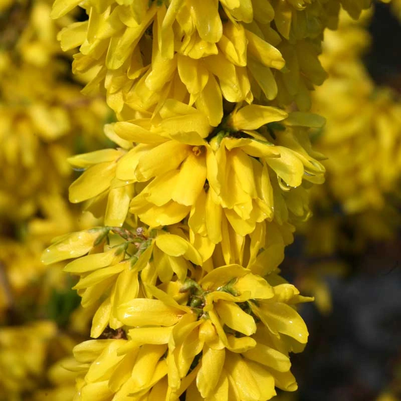 Show Off Starlet® Forsythia 4 Show Off Starlet® Forsythia - Image 4