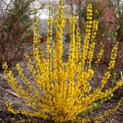 Show Off Starlet® Forsythia 10 Show Off Starlet® Forsythia -Great Garden Plants Shop 558 2138 popup