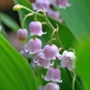 'Rosea' Lily Of The Valley