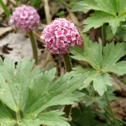 Umbrella Plant -Great Garden Plants Shop 563 Darmera peltata umbrella 3