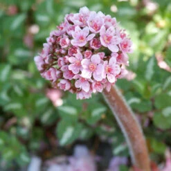Umbrella Plant -Great Garden Plants Shop 563 Darmera peltata umbrella 4