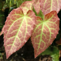 'Frohnleiten' Barrenwort -Great Garden Plants Shop 565 Epimedium frohnleiten 1