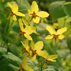 'Frohnleiten' Barrenwort -Great Garden Plants Shop 565 Epimedium frohnleiten 4