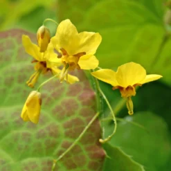 'Frohnleiten' Barrenwort -Great Garden Plants Shop 565 Epimedium frohnleiten 5