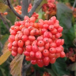 Tandoori Orange® Linden Viburnum -Great Garden Plants Shop 565 2158 popup